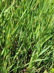 Phalaris arundinacea