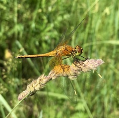 Sympetrum flaveolum