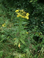 Senecio sarracenicus