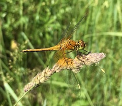Sympetrum flaveolum
