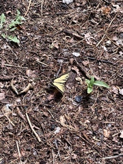 Papilio glaucus