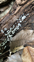 Ceratiomyxa fruticulosa