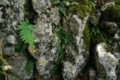 Asplenium trichomanes