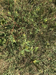 Melilotus officinalis