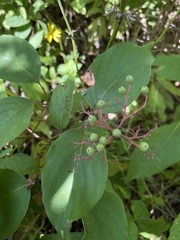 Cornus drummondii