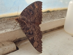 Erebus walkeri