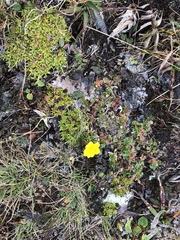Potentilla aurea