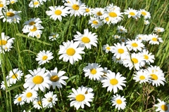 Leucanthemum vulgare