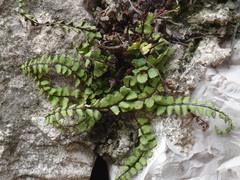 Asplenium trichomanes