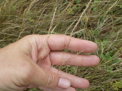 Agrostis vinealis