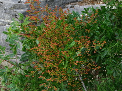 Pistacia terebinthus