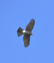 Accipiter