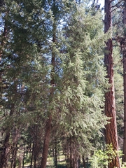 Pseudotsuga menziesii glauca