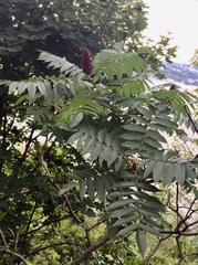 Rhus typhina