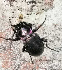 Carabus nemoralis