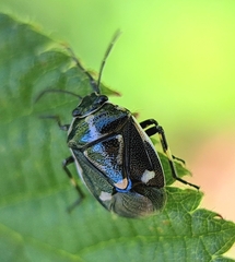 Eurydema oleracea