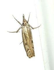 Agriphila geniculea