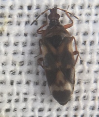 Anthocoris nemoralis