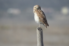 Athene cunicularia