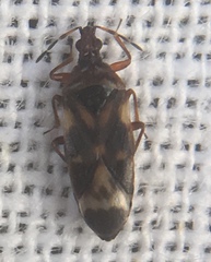 Anthocoris nemoralis