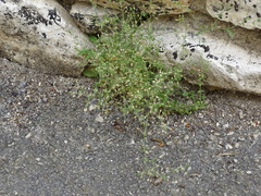 Arenaria serpyllifolia