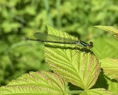 Erythromma viridulum