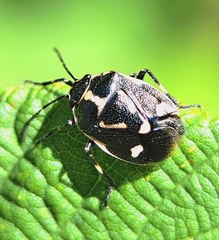 Eurydema oleracea