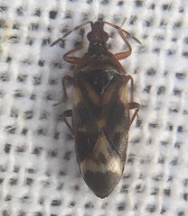 Anthocoris nemoralis