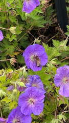 Geranium pratense