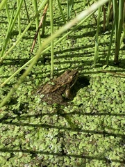 Rana luteiventris