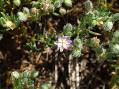 Spergularia media