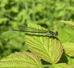 Erythromma viridulum