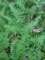 Amauropelta noveboracensis