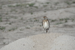 Athene cunicularia