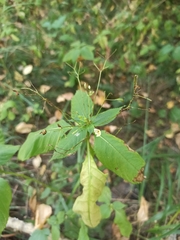 Impatiens parviflora