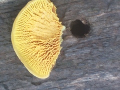 Pseudomerulius curtisii