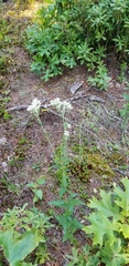Eupatorium pilosum