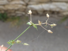 Arenaria serpyllifolia