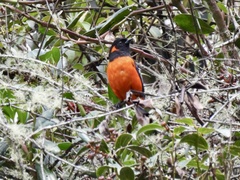 Anisognathus igniventris