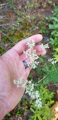 Eupatorium pilosum