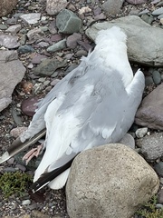 Larus argentatus