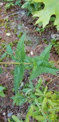 Eupatorium pilosum