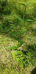 Eupatorium pilosum