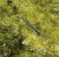 Erythromma viridulum