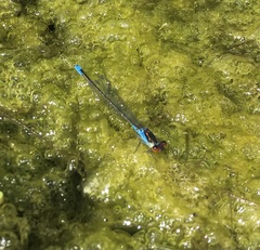 Erythromma viridulum