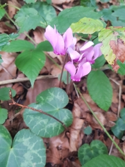 Cyclamen purpurascens