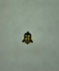 Deloyala guttata