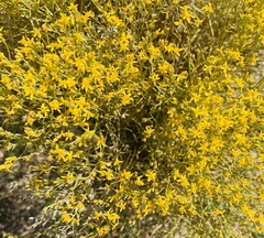 Gutierrezia sarothrae