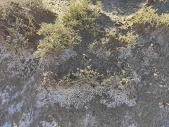 Halocnemum strobilaceum