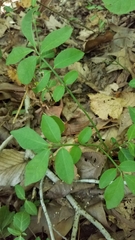 Euonymus